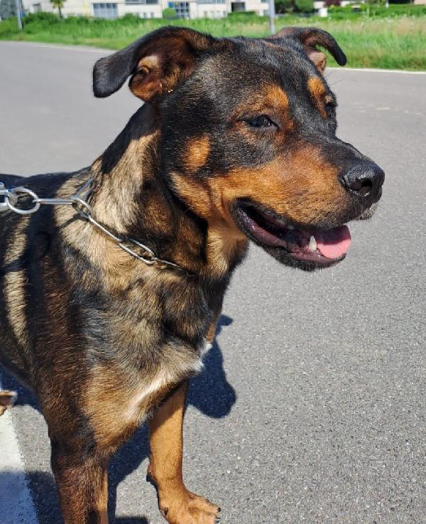 Tiglio delicato cucciolotto mix Rott, ipovedente a un occhio Foto 5